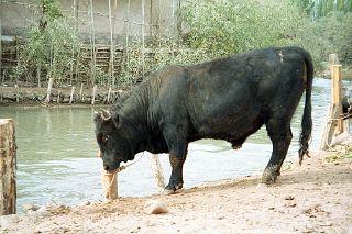 53 Kashgar Sunday Market 1993 Bull In Animal Market.jpg